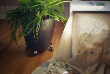 Pflanze, Tisch mit Stoff bedeckt