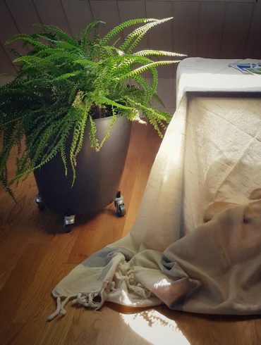 Pflanze, Tisch mit Stoff bedeckt