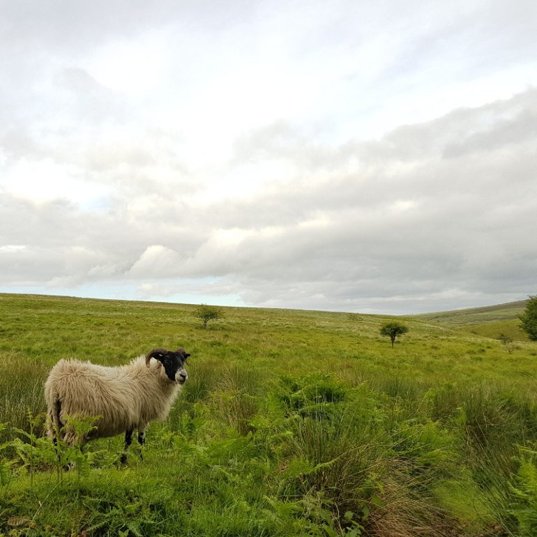Schaf auf grünen Wiesen