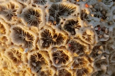 Nahaufnahme einer Koralle