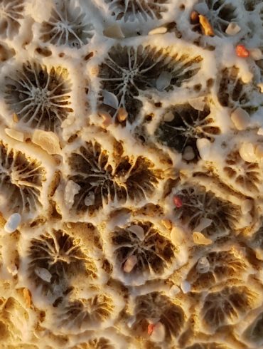 Nahaufnahme einer Koralle