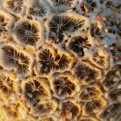 Nahaufnahme einer Koralle