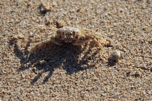 Makrofotografie einer Krabbe
