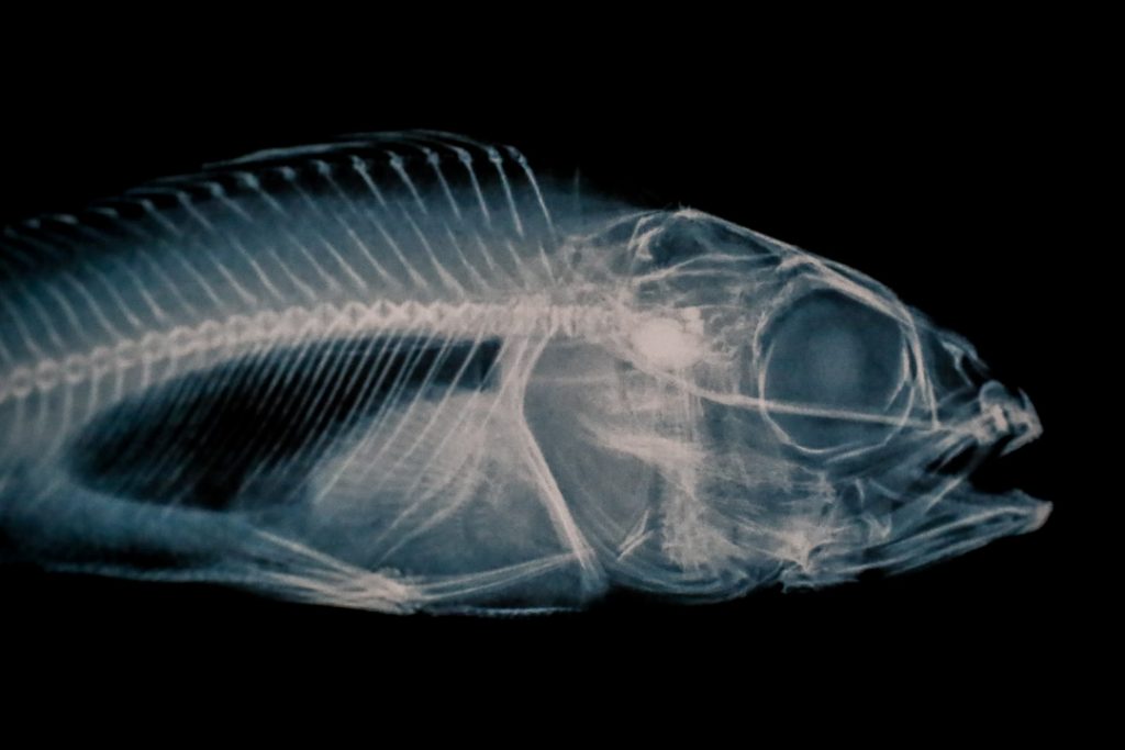 Detailansicht Röntgenansicht eines Flussbarschs (Kopf)